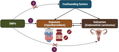 Assessment of bidirectional relationships between hypothyroidism and endometrial cancer: a two-sample Mendelian randomization study